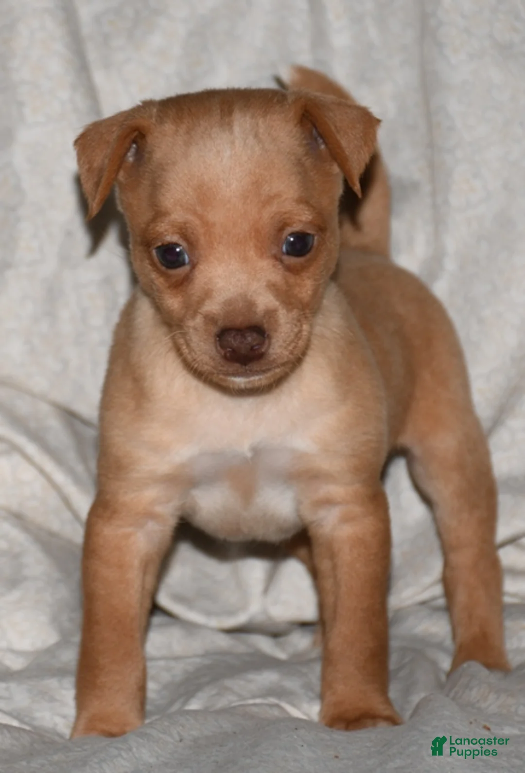 Rat Terrier dogs for sale: Crosby - Ad 2