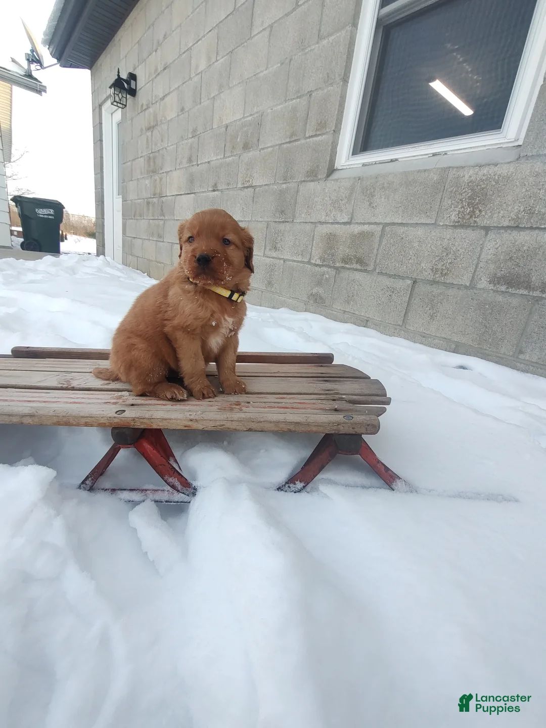 Mixed Breed dogs for sale: Jace - Ad 4