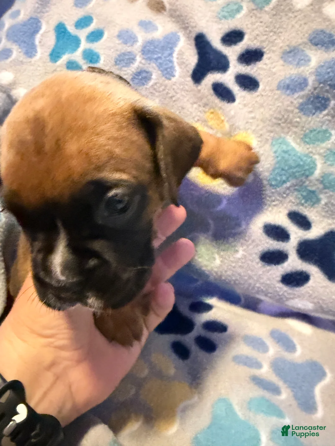 Boxer dogs for sale: Anna - Ad 1