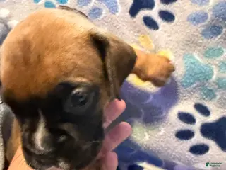 Boxer dogs Anna - Ad 34