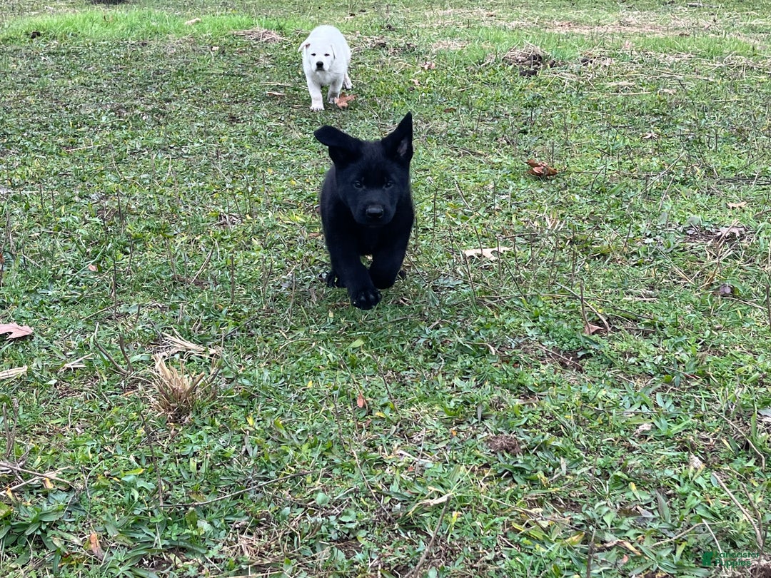 German Shepherd dogs for sale: Mitzi  - Ad 11