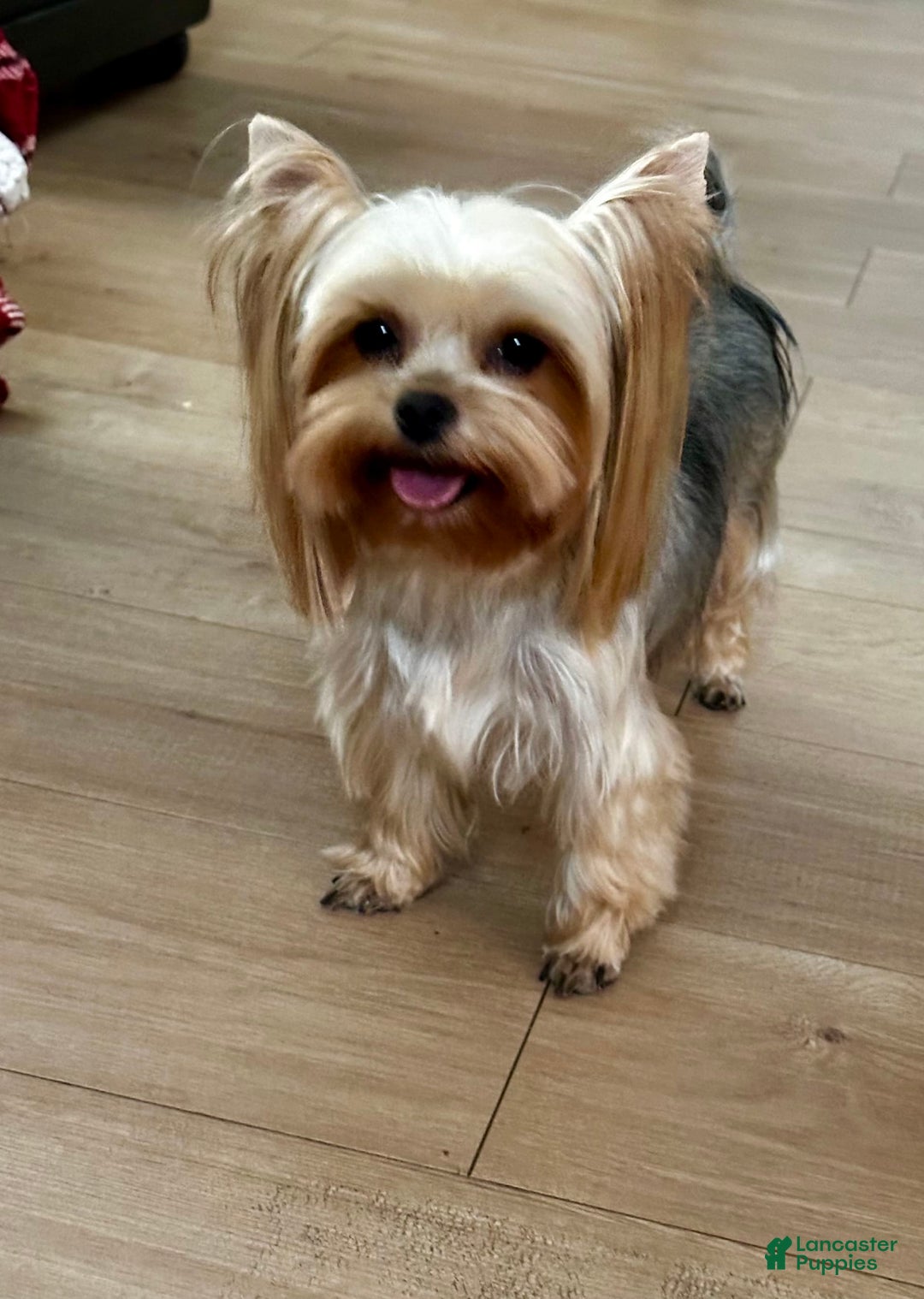 Gallery Image {{count}}