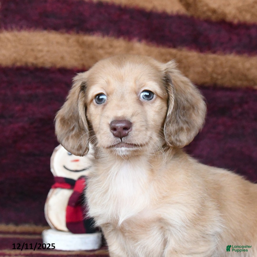 Dachshund dogs for sale: Cowboy - Ad 2