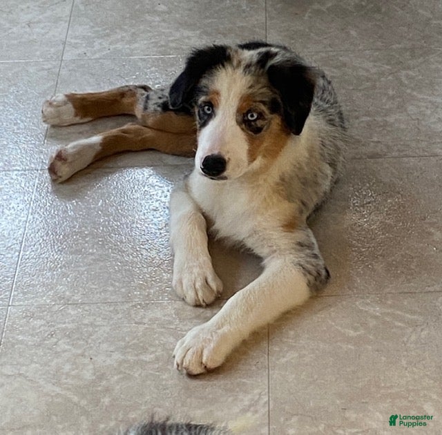 Ruby, Australian Shepherd