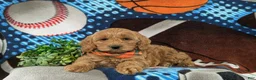 Cockapoo dogs for sale: Link - Ad 7