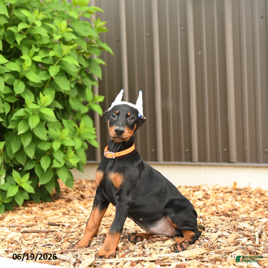 Doberman Pinscher dogs Diamond - Ad 2