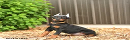 Doberman Pinscher dogs for sale: Diamond - Ad 2