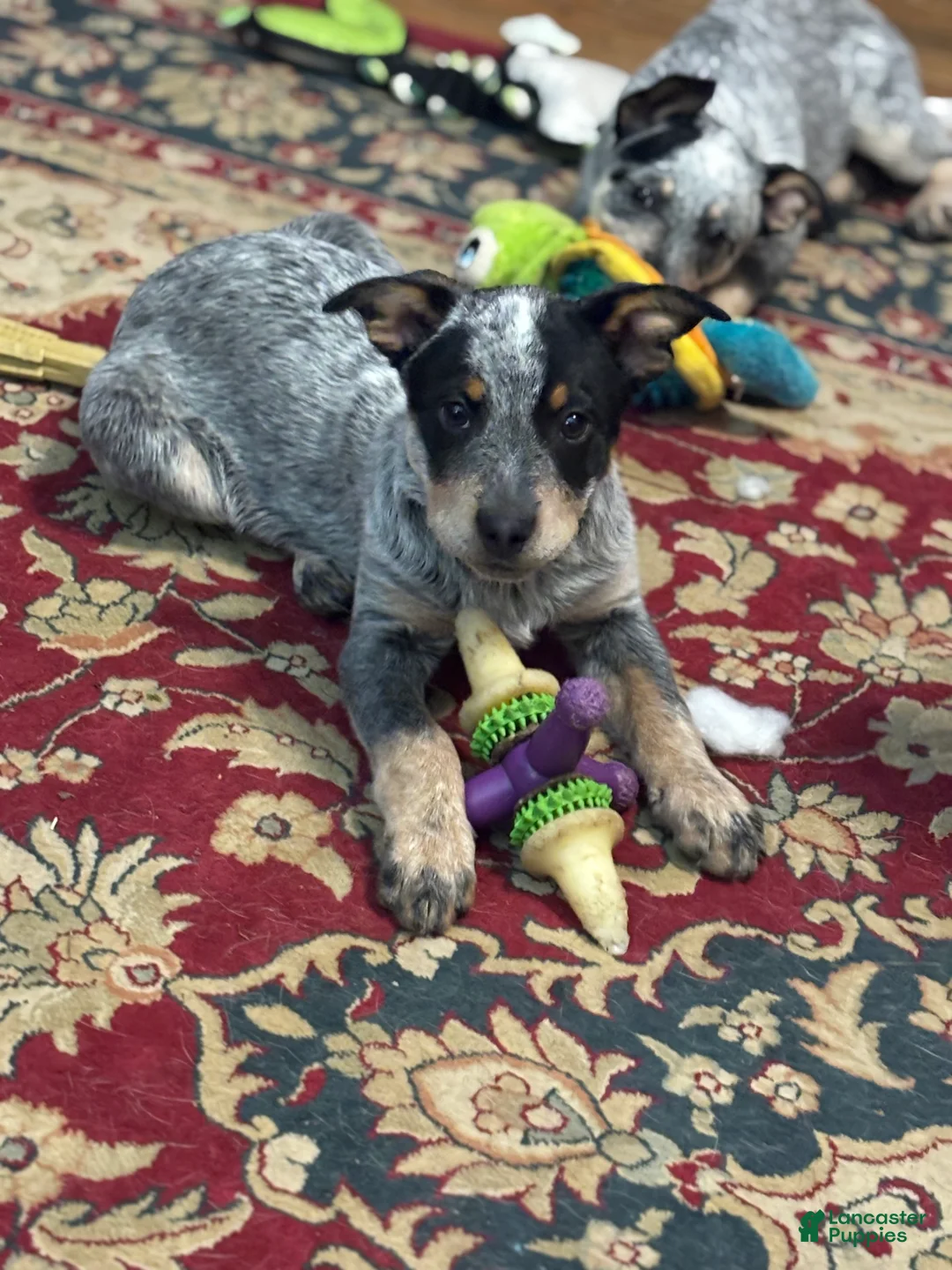 Australian Cattle Dog dogs for sale: Larry - Ad 1