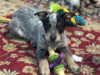 Australian Cattle Dog dogs Larry - Ad 42