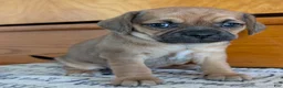 Puggle dogs for sale: Kenzie  - Ad 6