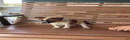 Mixed Breed dogs for sale: Bravo - Ad 3