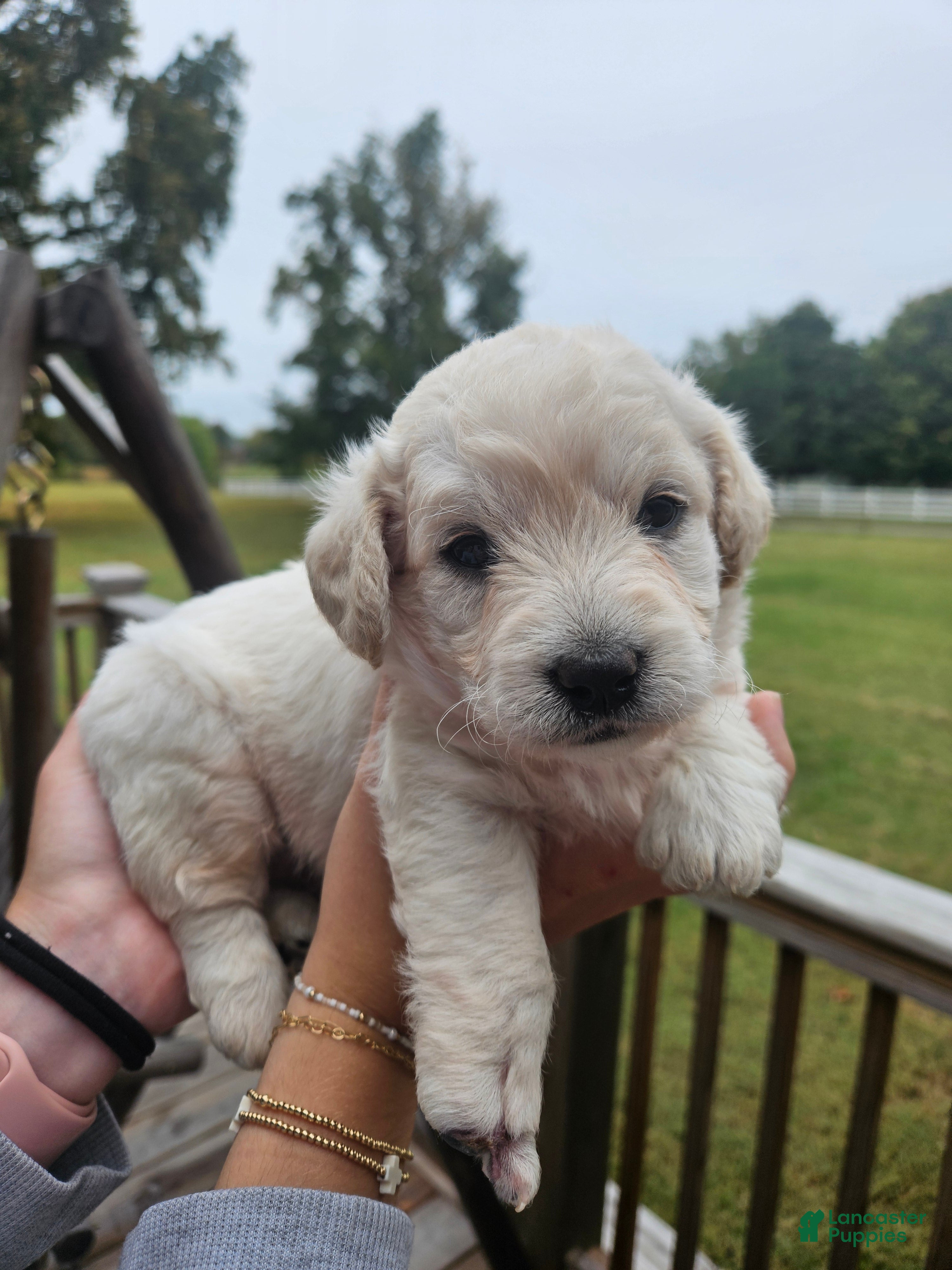 Labradoodle dogs for sale: Curly White Male Labradoodle - Ad 1