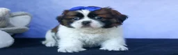 Shih Tzu dogs for sale: REX - Ad 12