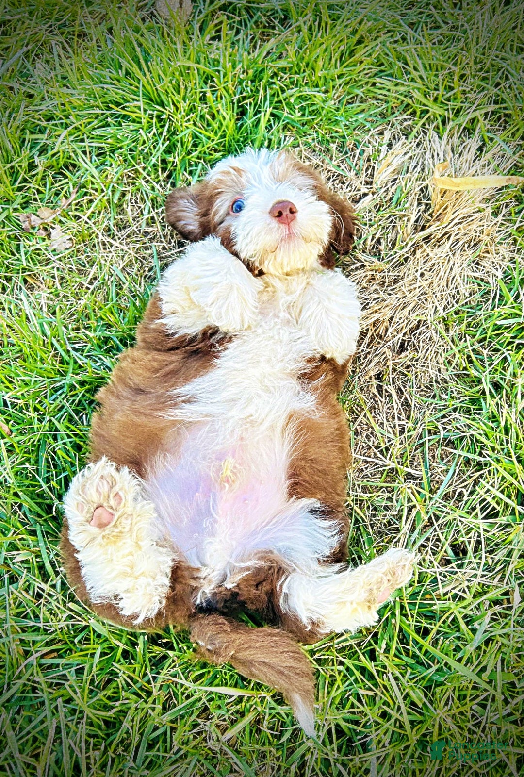 Havapoo dogs for sale: Valentino - Ad 9