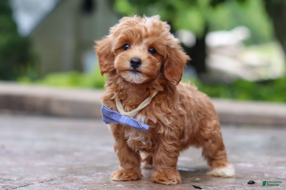Maltipoo dogs for sale: Leo - Ad 1