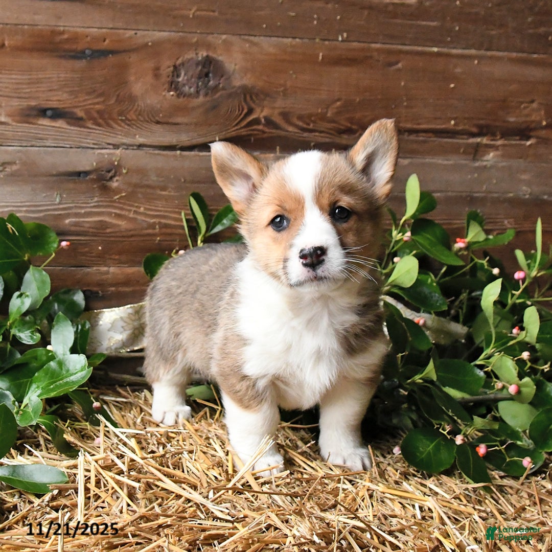 Welsh Corgi Pembroke dogs for sale: Sadie - Ad 2
