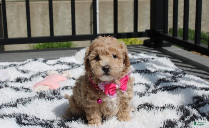 Bichpoo dogs Sadie  - Ad 2