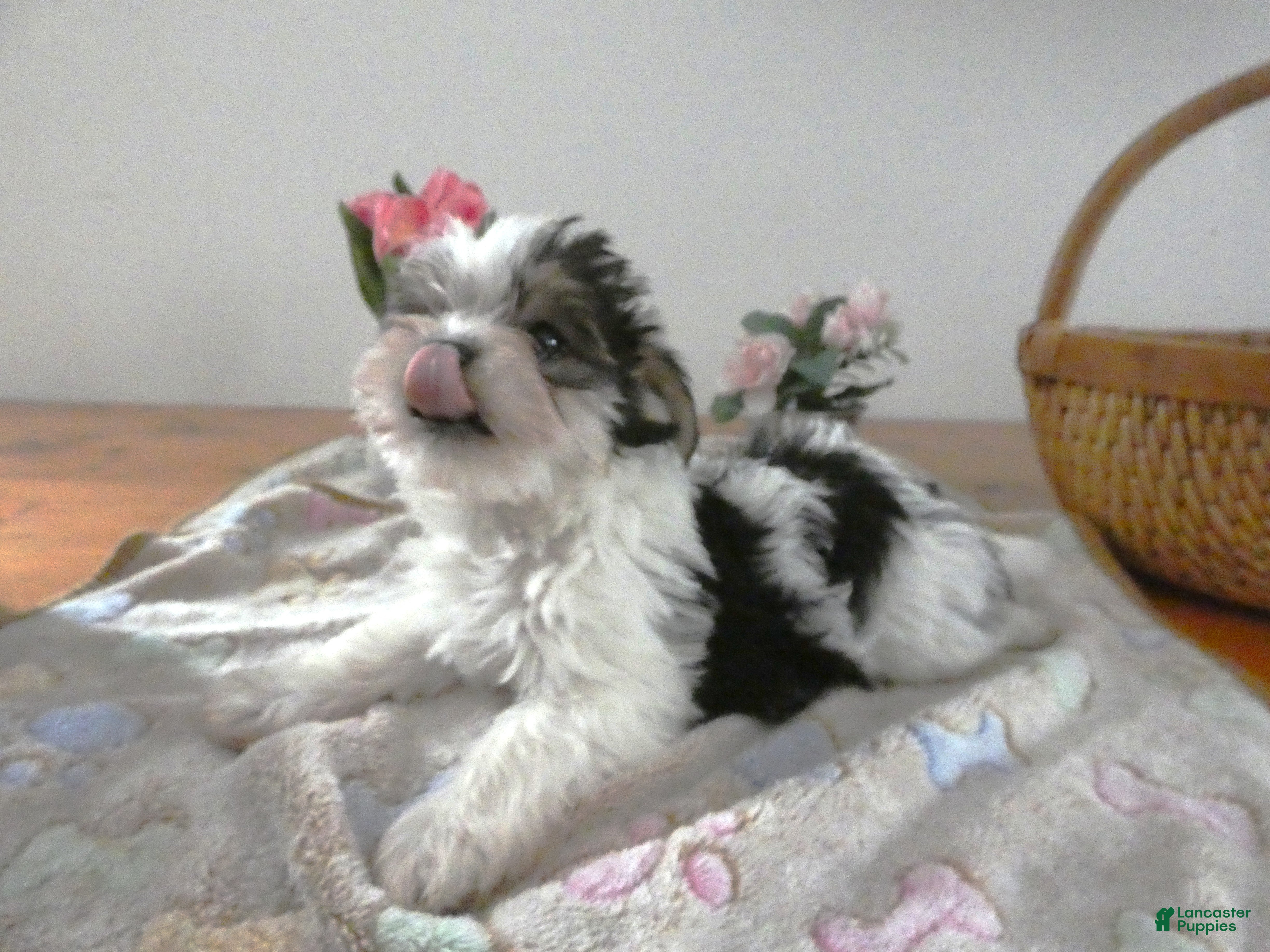 Morkie dogs Morkie Puppy 2 Malone - Ad 28