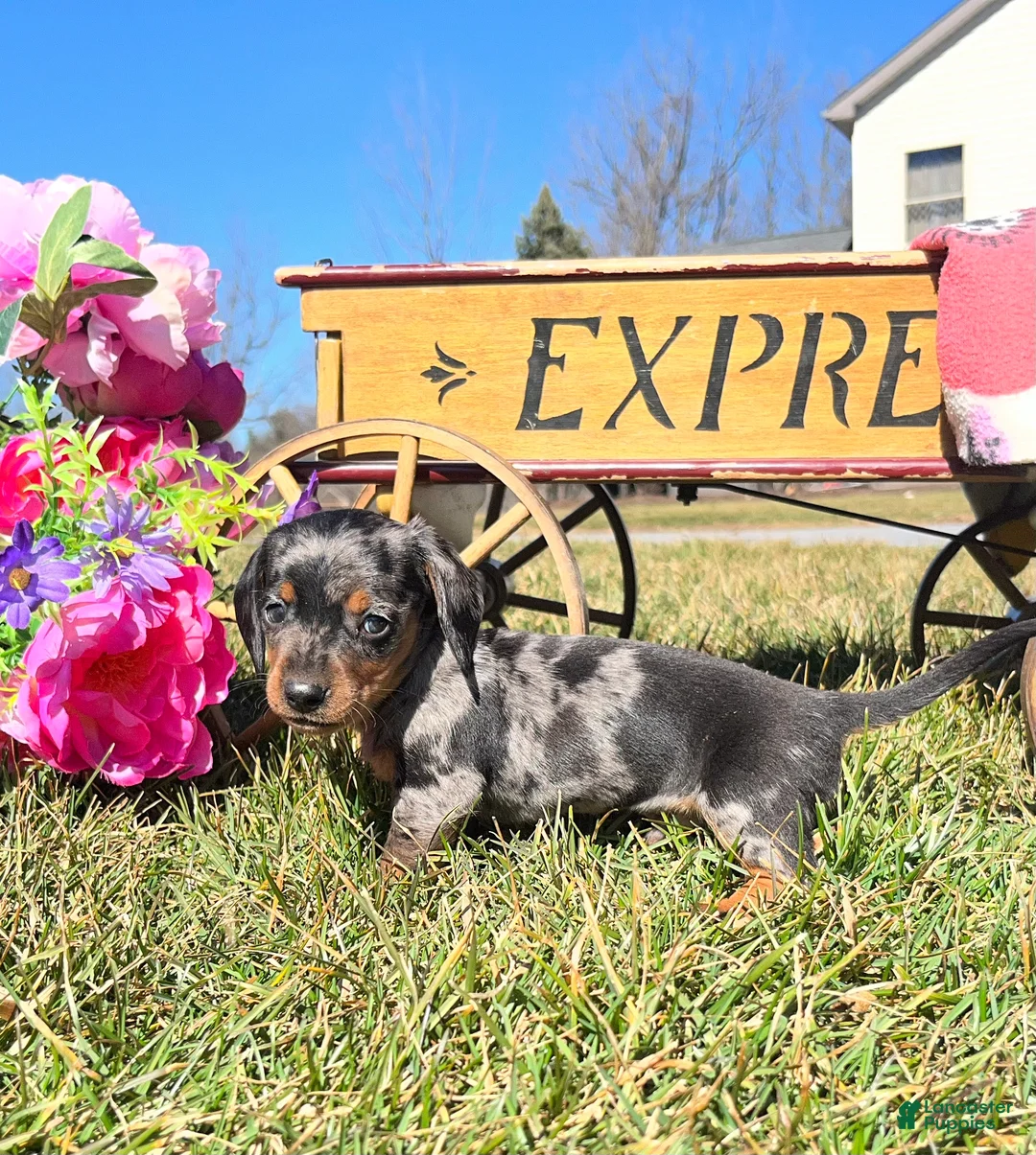 Dachshund dogs for sale: Charlie❤️🐾Miniature Dachshund❤️ACA Registered🐾❤️Call 610-273-9348 - Ad 1