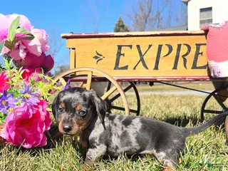 Dachshund dogs Charlie❤️🐾Miniature Dachshund❤️ACA Registered🐾❤️Call 610-273-9348 - Ad 28