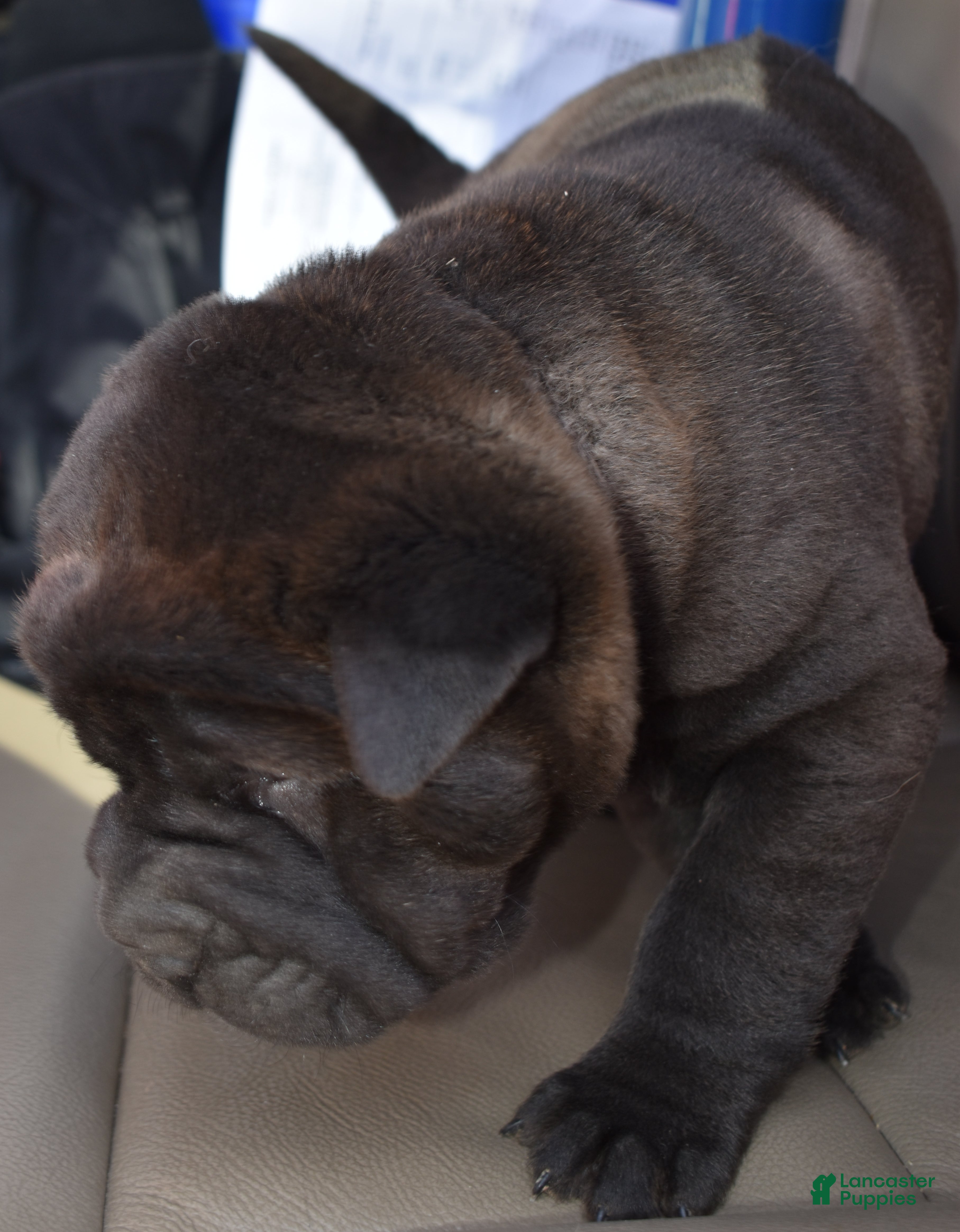 Shar Pei dogs Shar Pei Puppy 2 - Ad 2