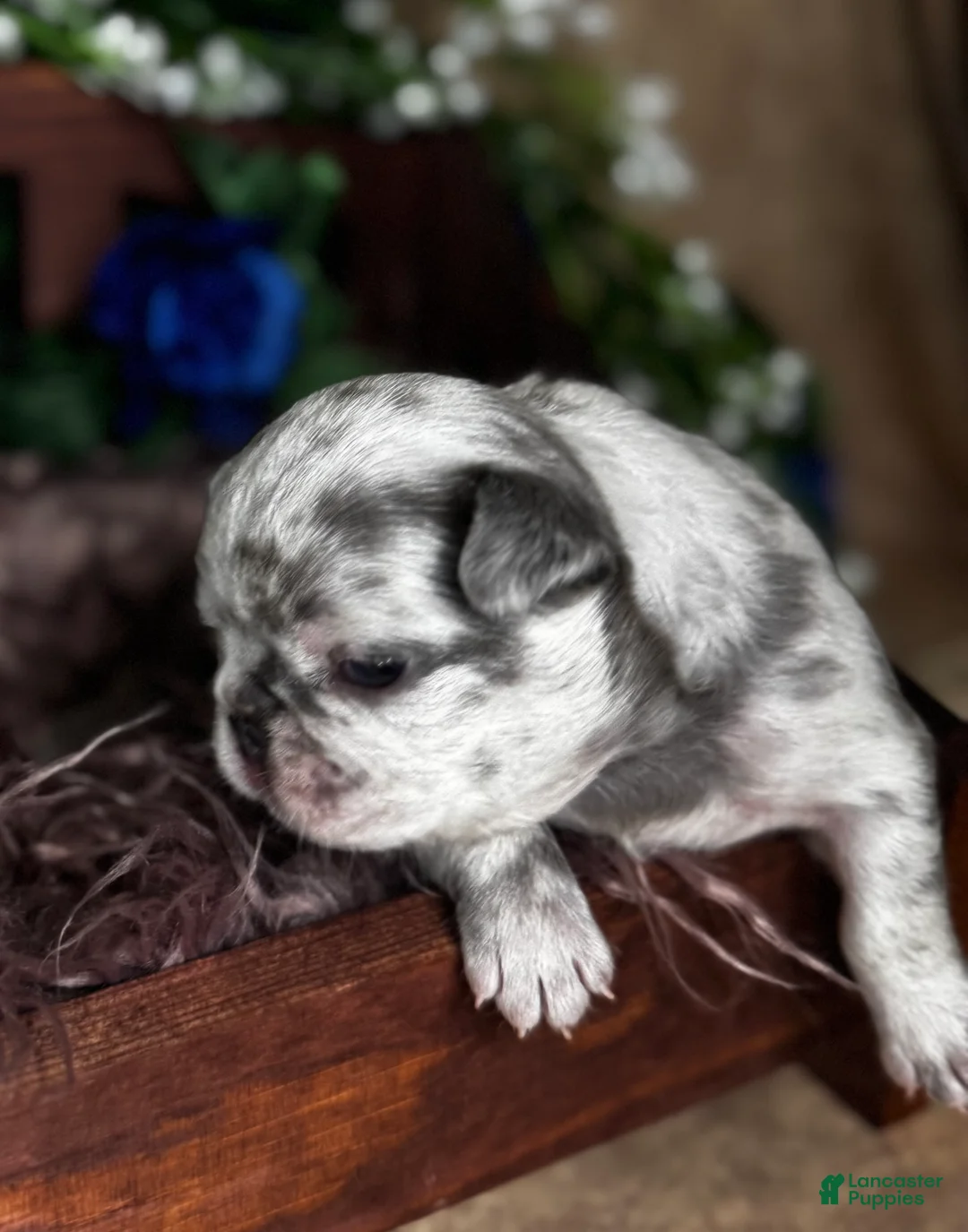 French Bulldog dogs for sale: AIKO - Ad 6