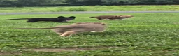 German Shepherd dogs for sale: German Shepherd 2 - Ad 6