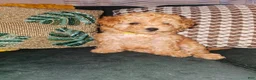 Toy Poodle dogs for sale: Honey- Potty Trained 5lbs Full GROWN - Ad 9