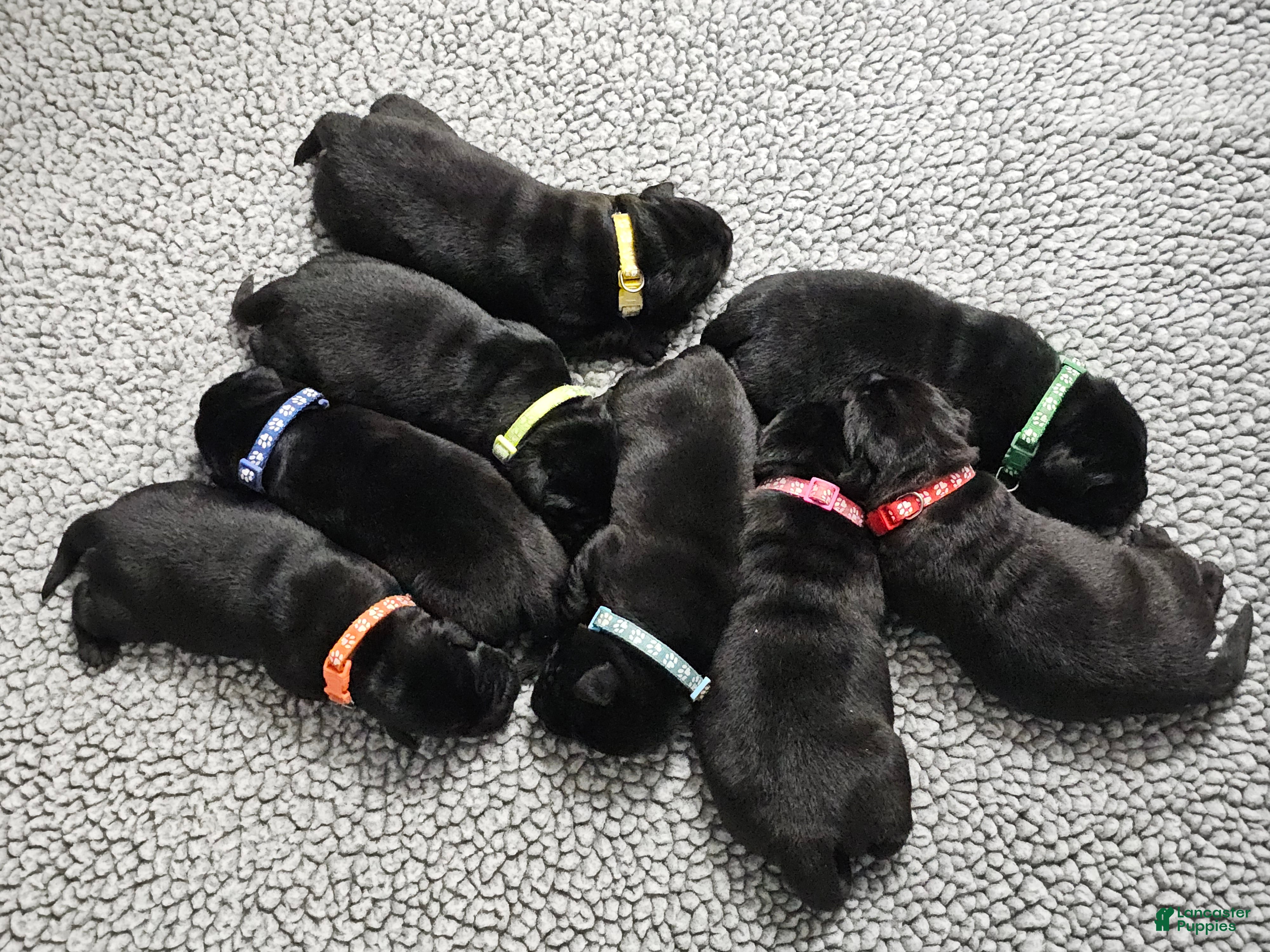Labrador Retriever dogs Labrador Retriever 1 - Ad 39