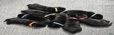 Labrador Retriever 1