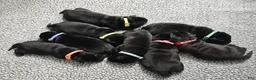 Labrador Retriever dogs for sale: Labrador Retriever 1 - Ad 1
