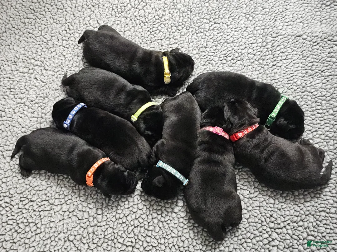 Labrador Retriever dogs for sale: Labrador Retriever 1 - Ad 1