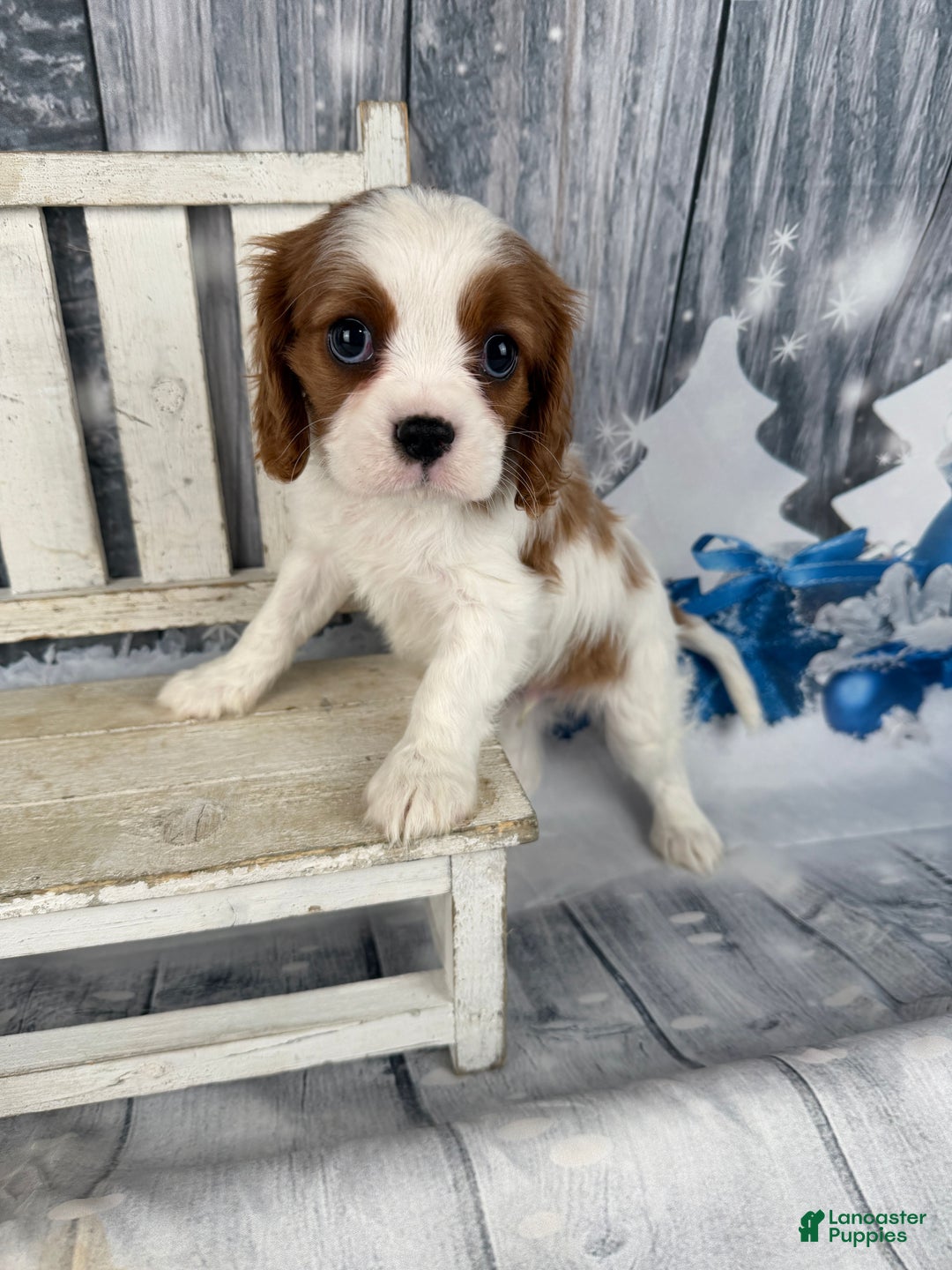 Cavalier King Charles Spaniel dogs for sale: Charlie - Ad 7