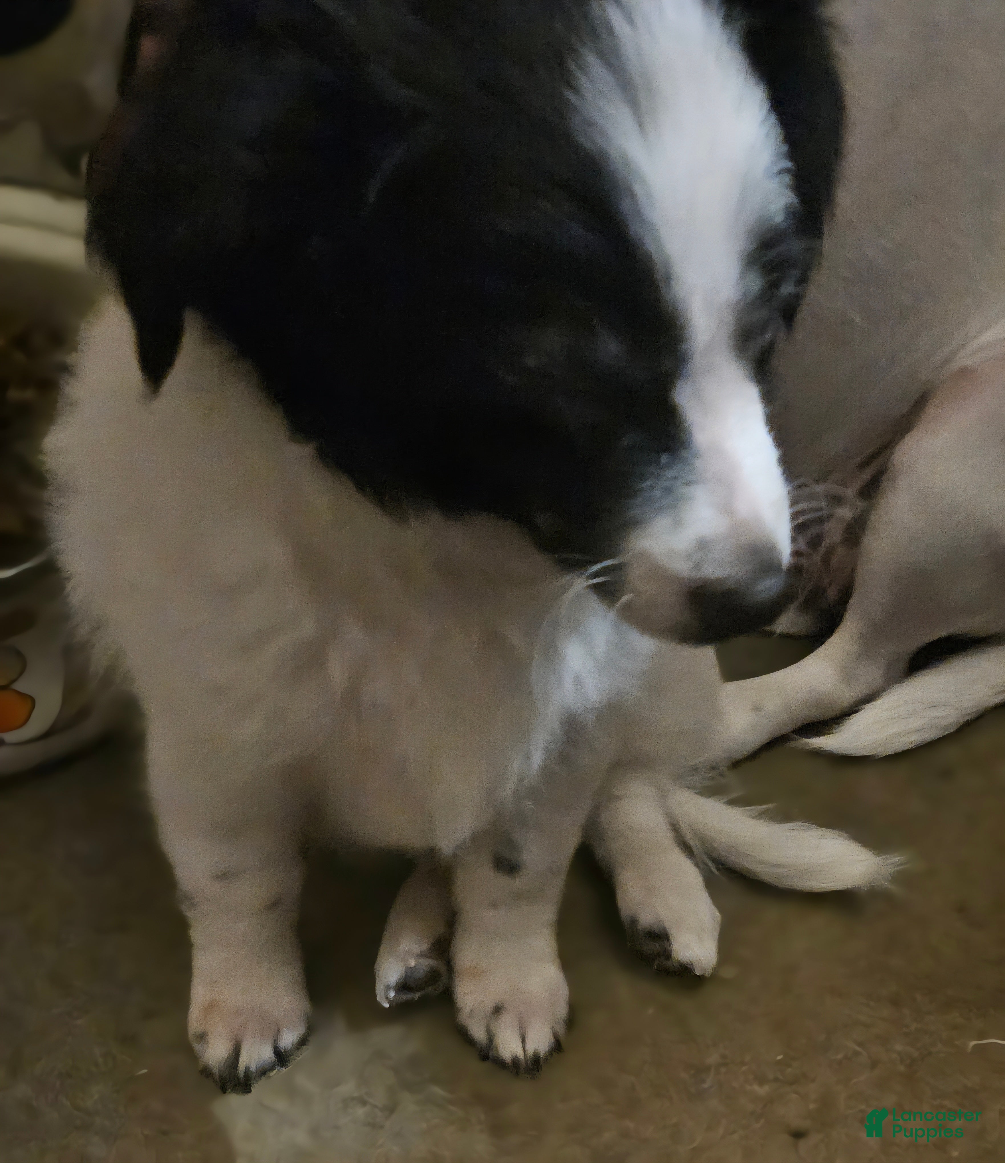 Chihuahua dogs Oscar - Ad 23