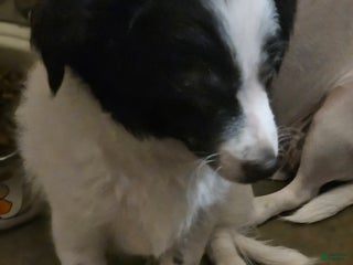 Chihuahua dogs Oscar - Ad 14