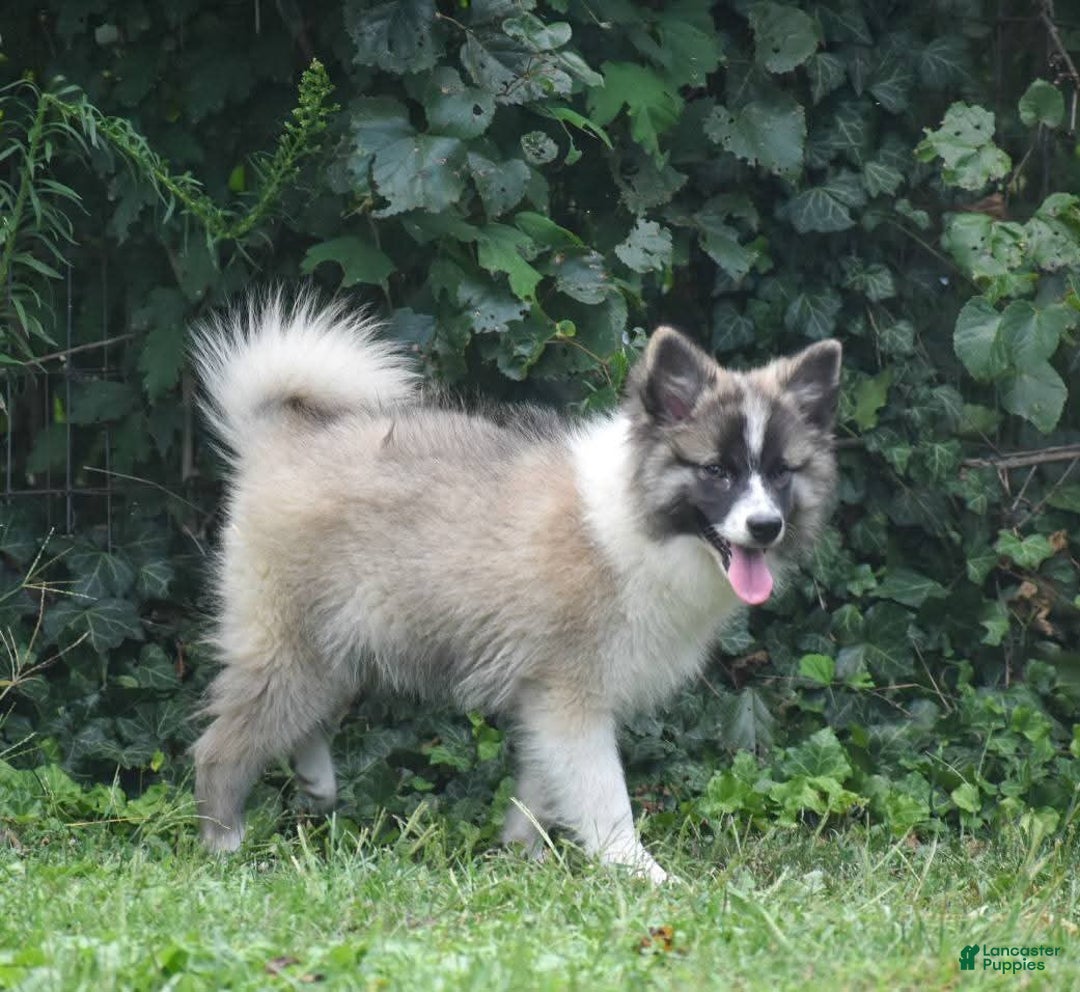 Nenets Herding Laika dogs for sale: Rowan - Ad 4