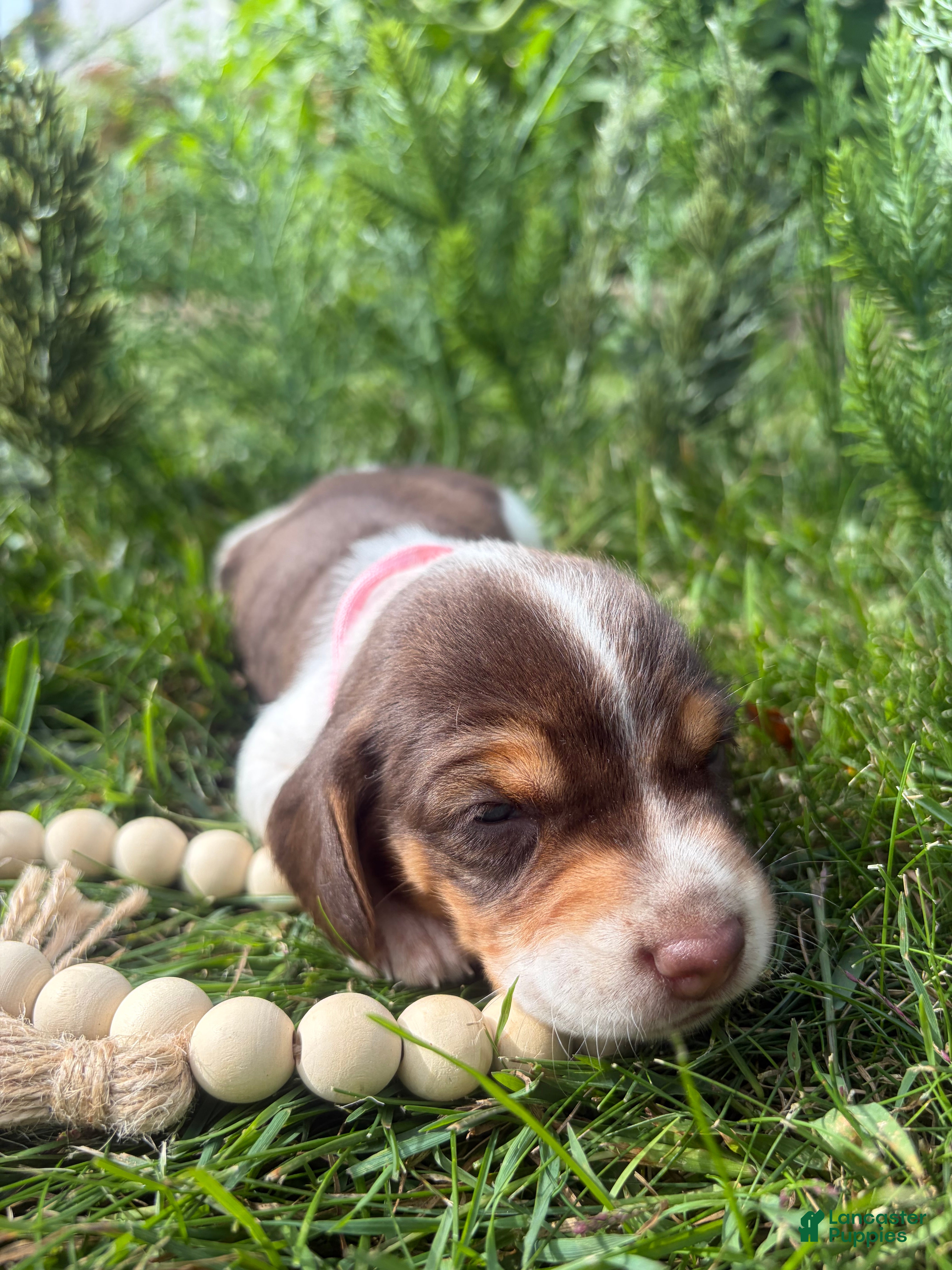 Beagle dogs Miss pink - Ad 4