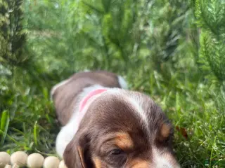 Beagle dogs Miss pink - Ad 4