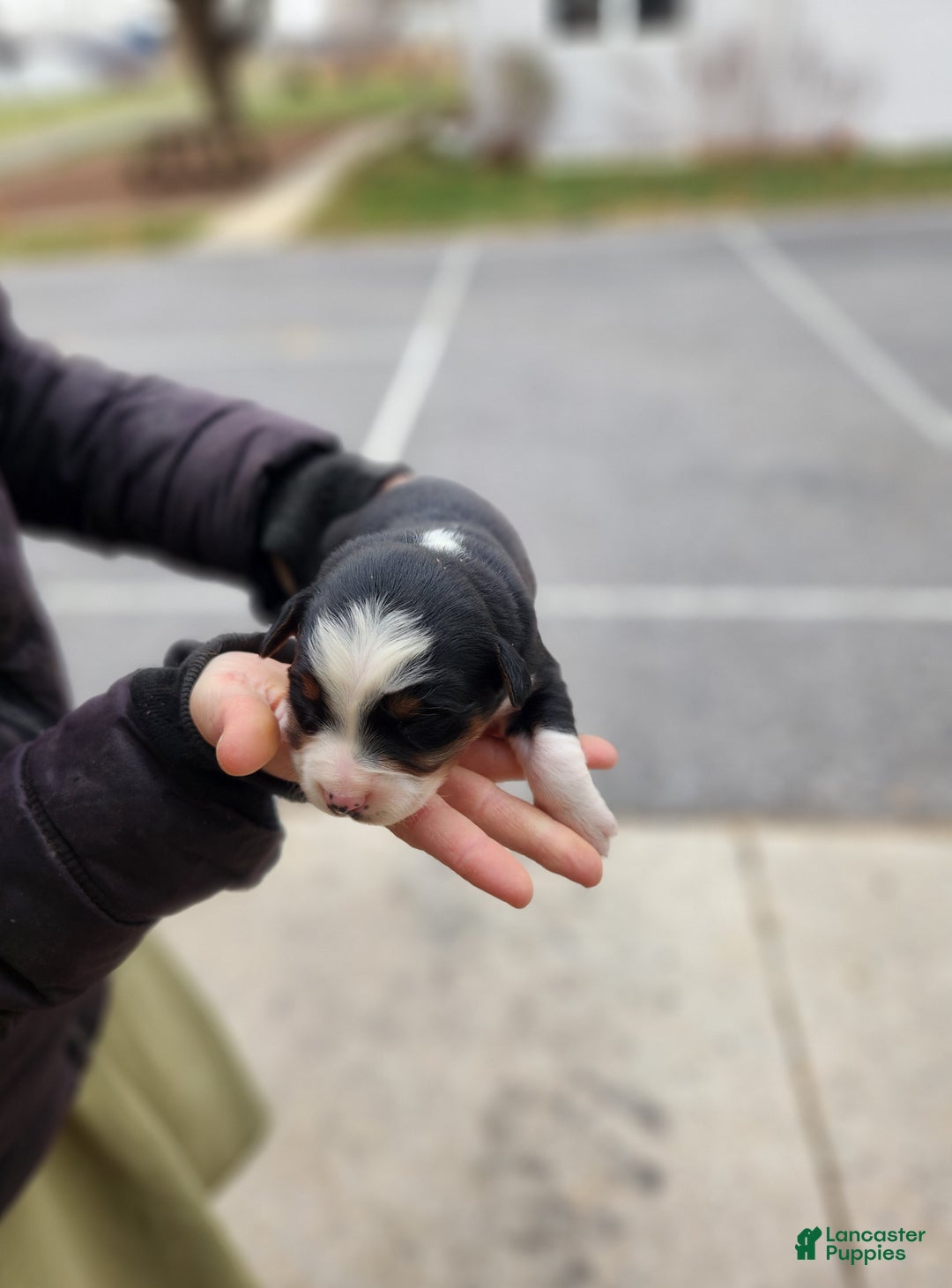Australian Shepherd dogs for sale: Pepper - Ad 1