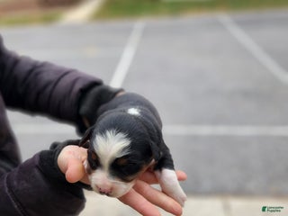 Australian Shepherd dogs Pepper - Ad 15