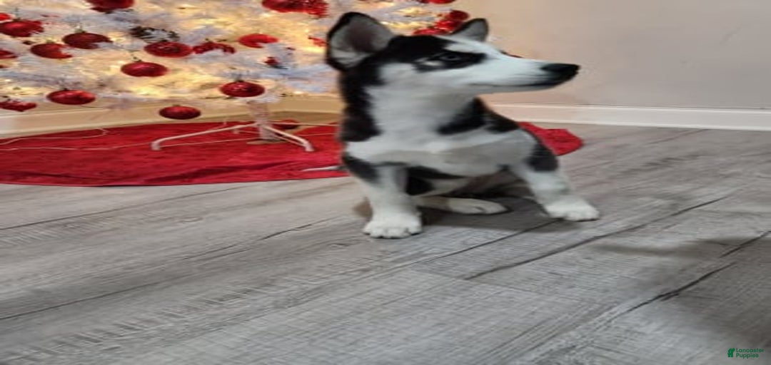 Gallery Image {{count}}