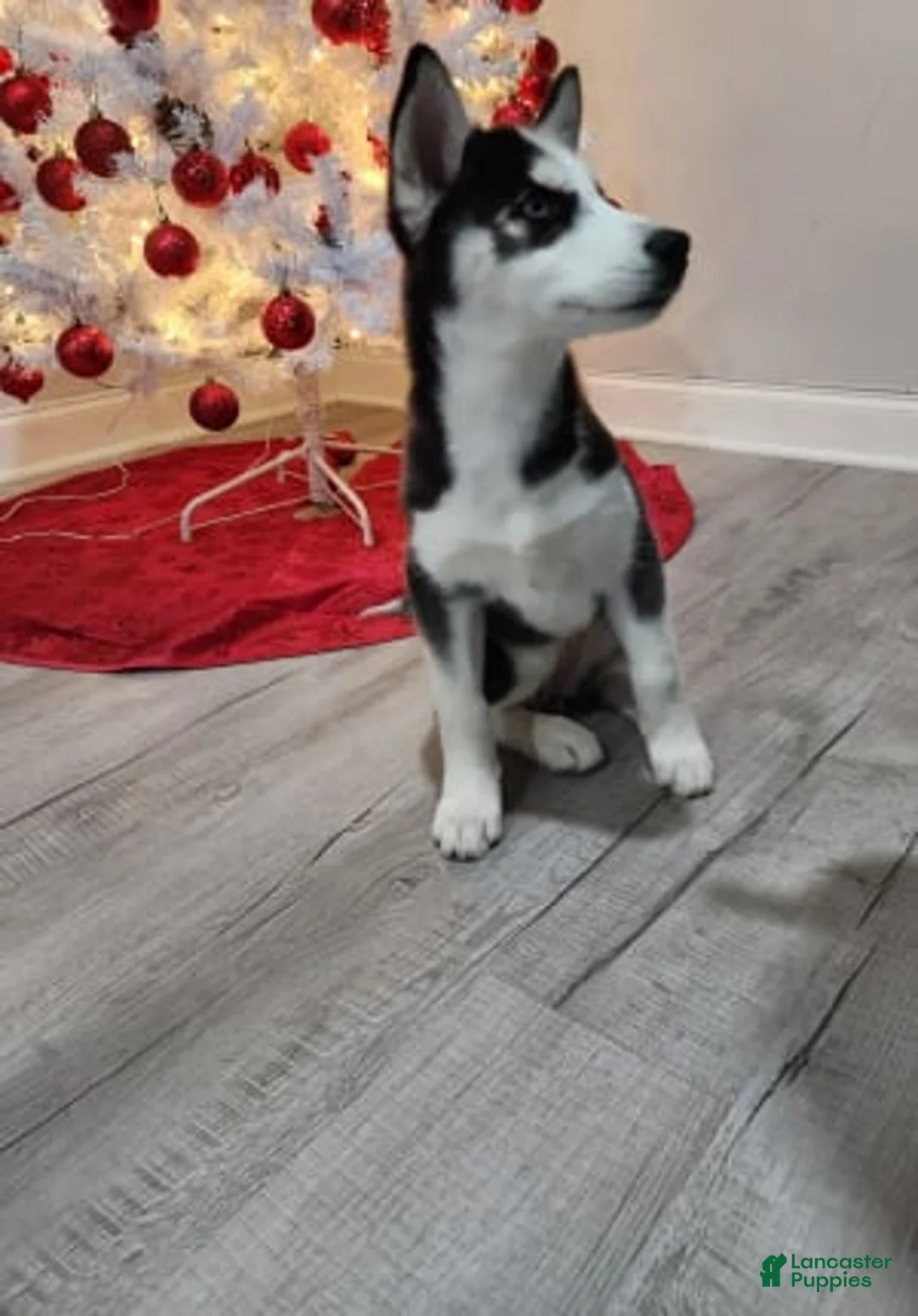 Gallery Image {{count}}