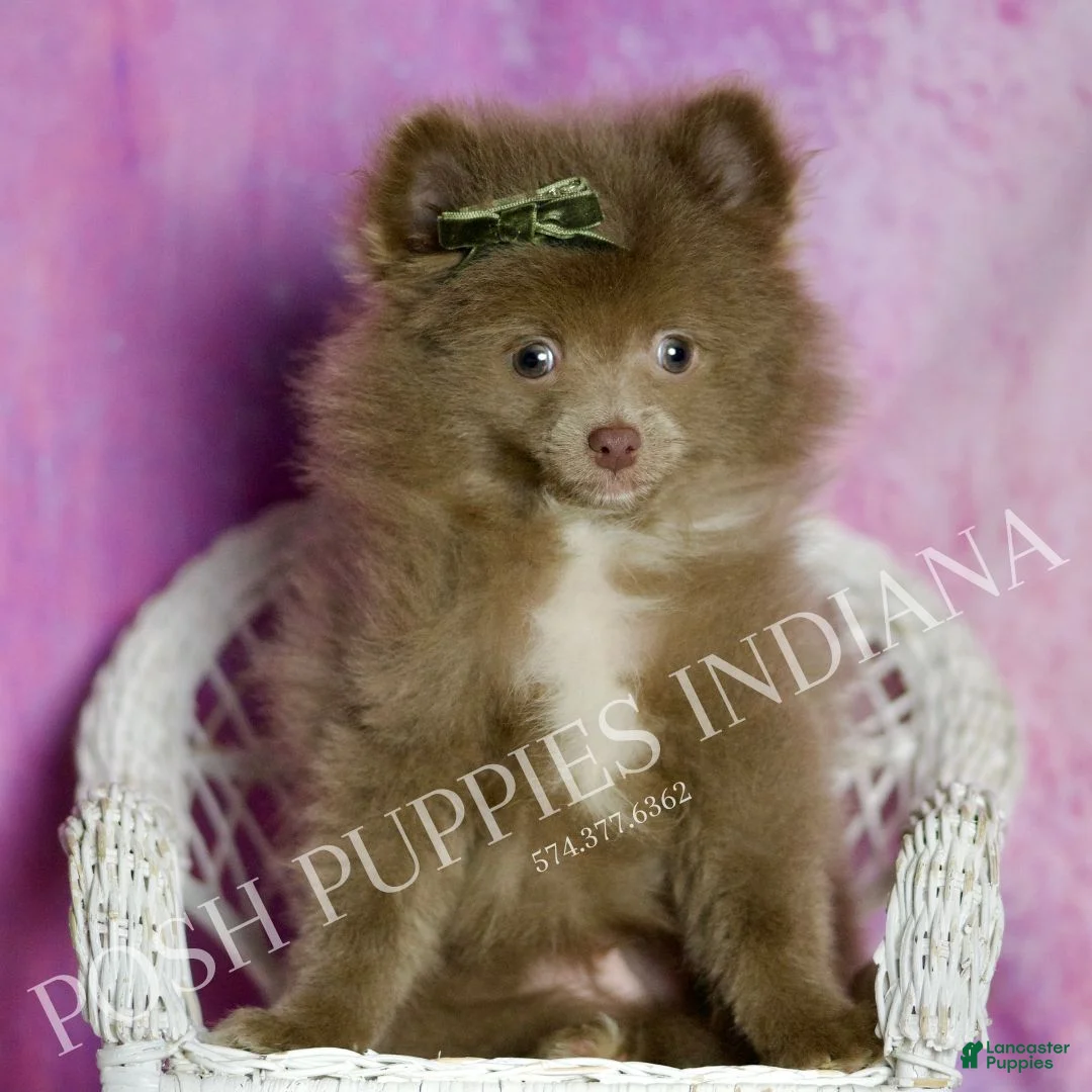 Pomeranian dogs for sale: Choco - Ad 2