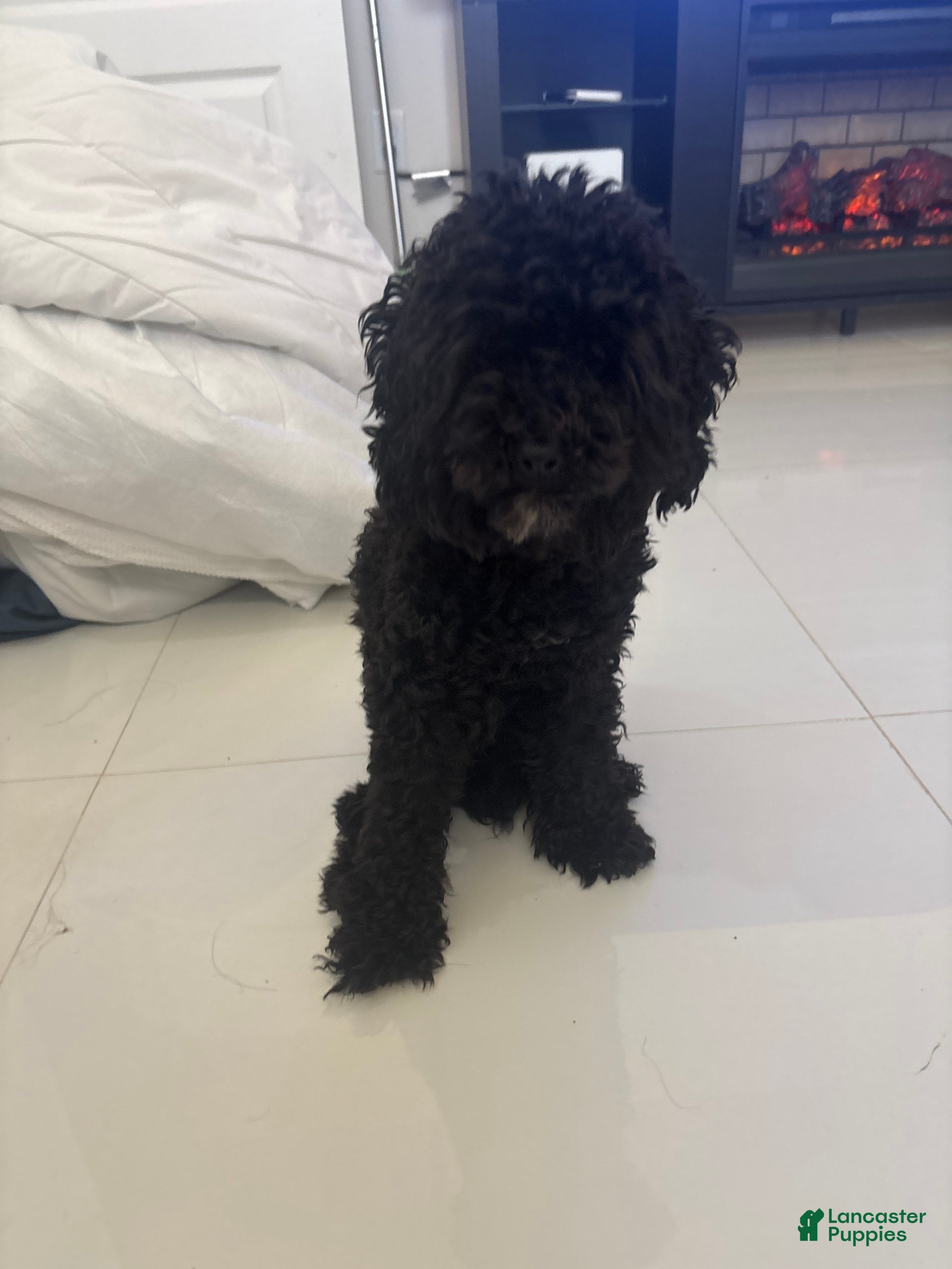 Miniature Poodle dogs Panchito - Ad 1
