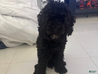Miniature Poodle dogs Panchito - Ad 2