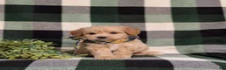 Eskipoo dogs for sale: Denzel - Ad 4