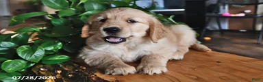 Toddie