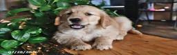 Mixed Breed dogs for sale: Toddie - Ad 1