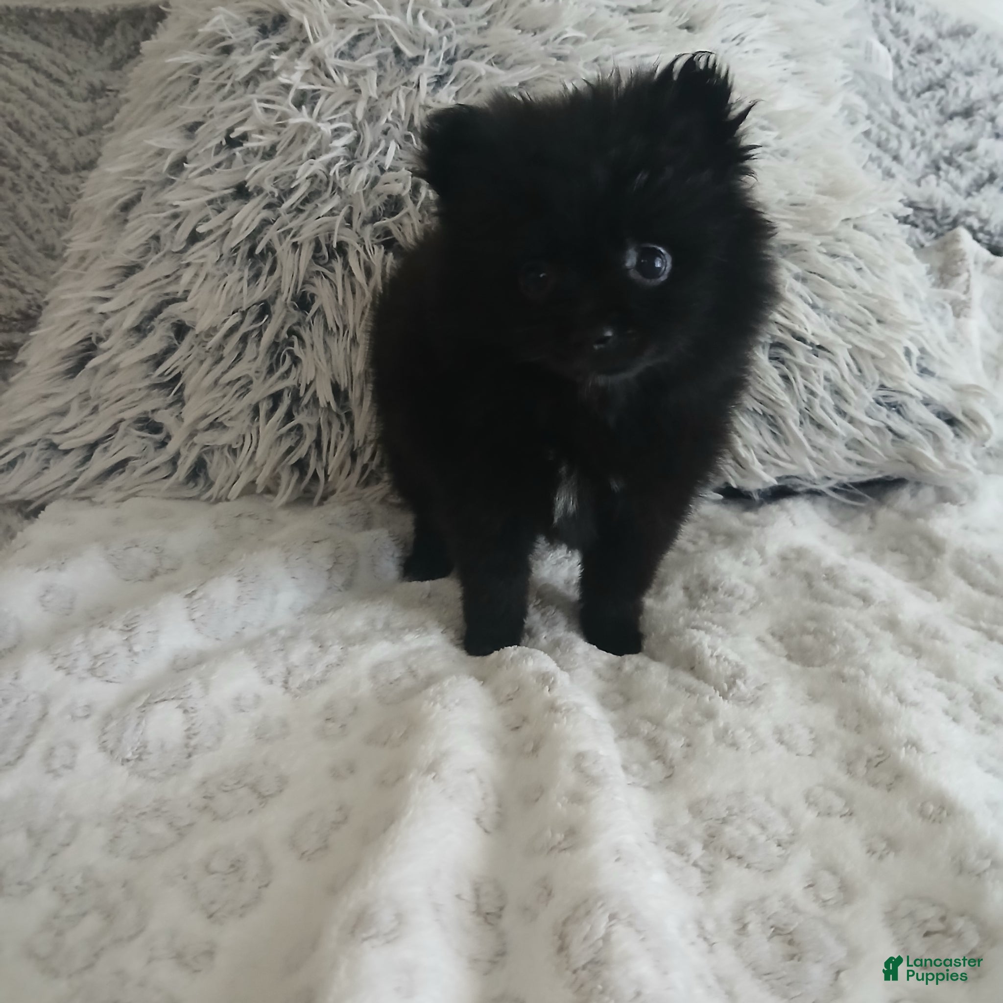 Pomeranian dogs Pomeranian Puppy 1 - Ad 17