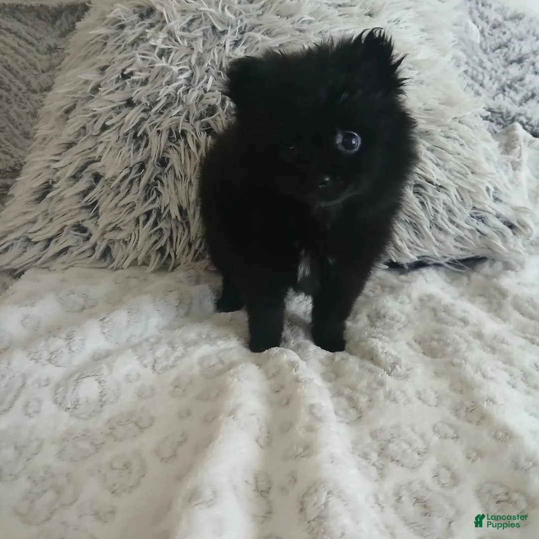 Pomeranian dogs for sale: Pomeranian Puppy 1 - Ad 1